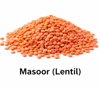 Masoor